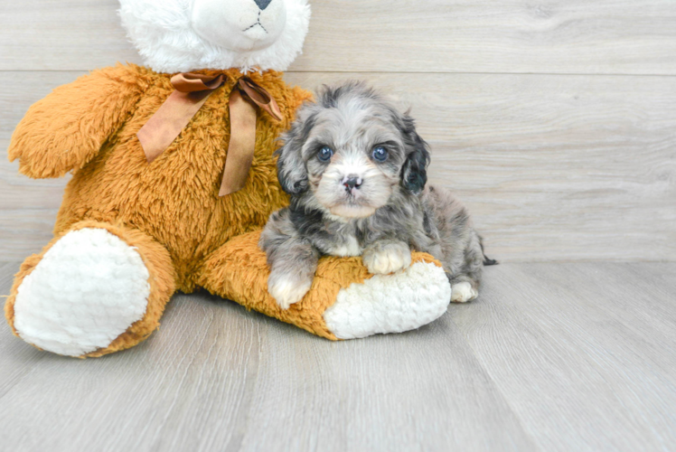 Best Cavapoo Baby