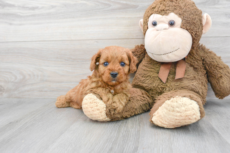 Cavapoo Puppy for Adoption