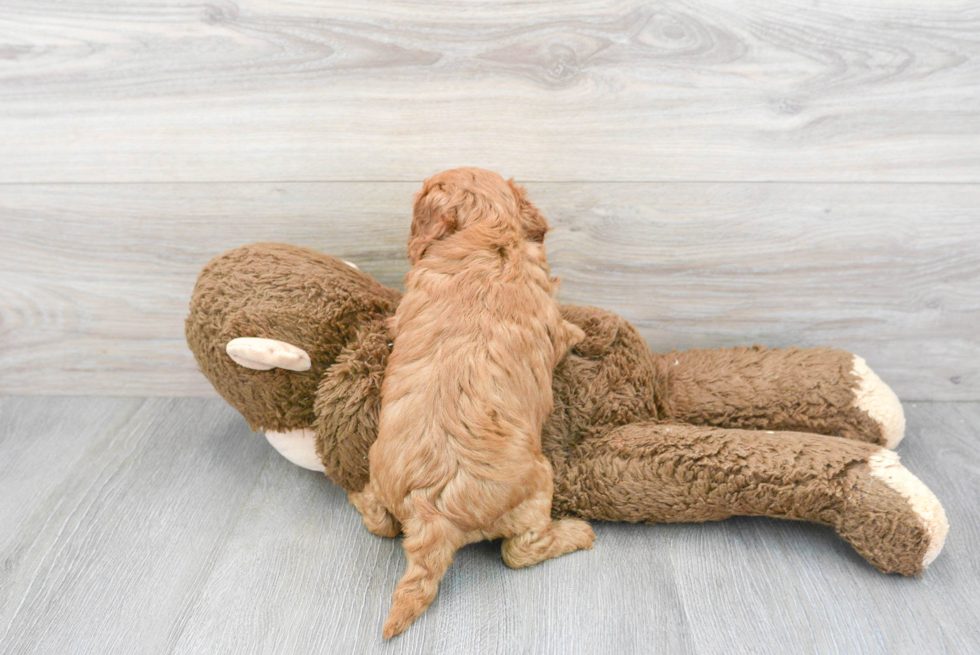 Best Cavapoo Baby