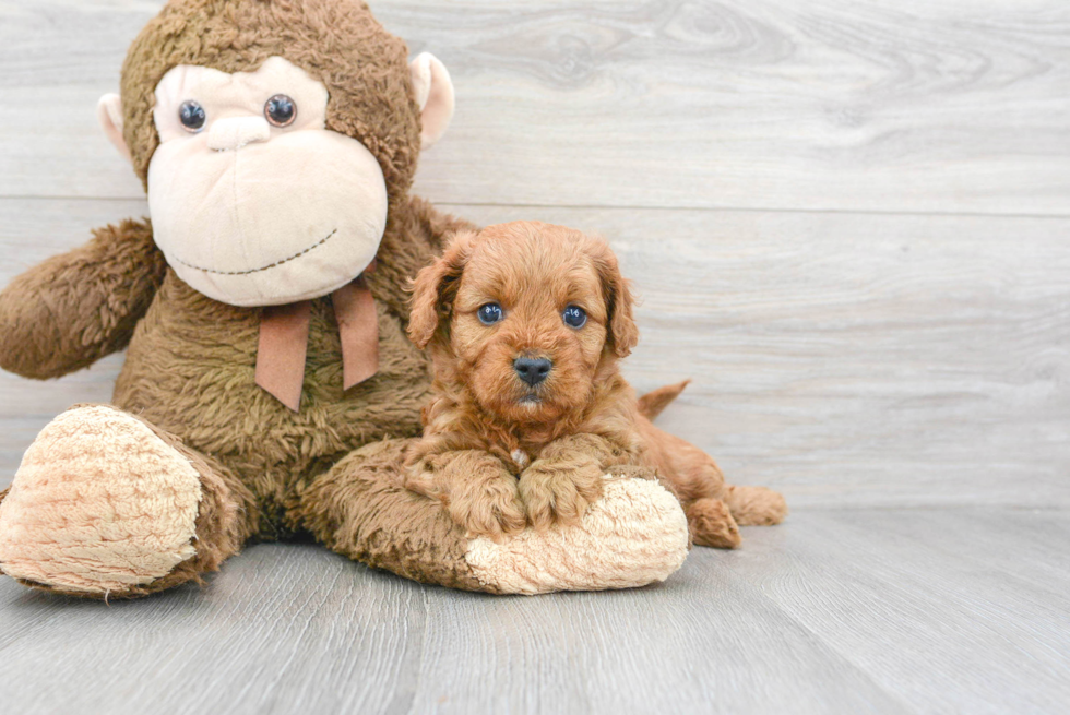 Best Cavapoo Baby