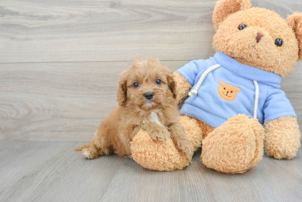 Friendly Cavapoo Baby