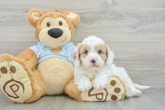 Smart Cavapoo Poodle Mix Pup