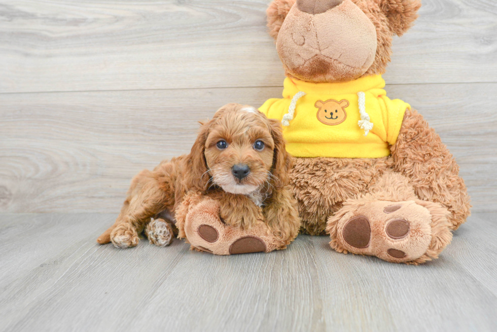 Best Cavapoo Baby