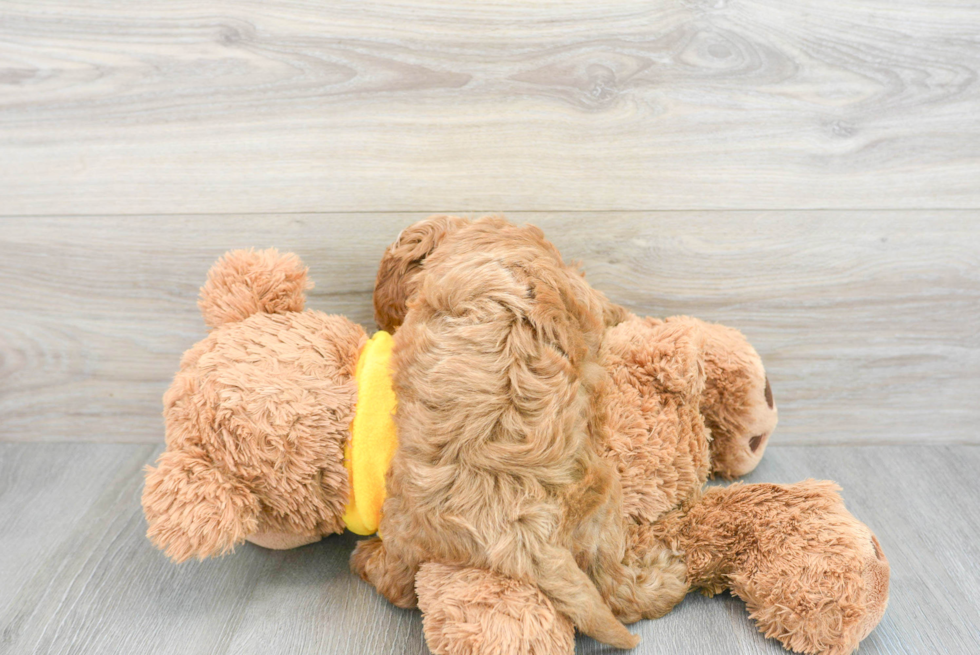 Playful Cavoodle Poodle Mix Puppy