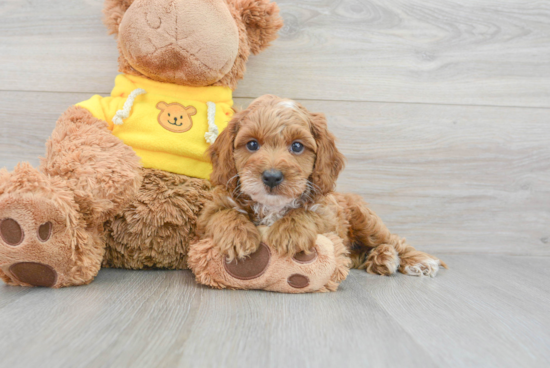 Best Cavapoo Baby