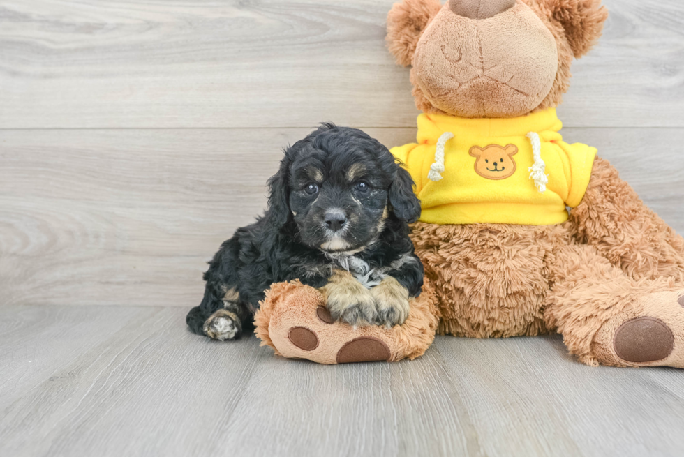 Smart Cavapoo Poodle Mix Pup