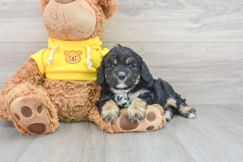 Small Cavapoo Baby