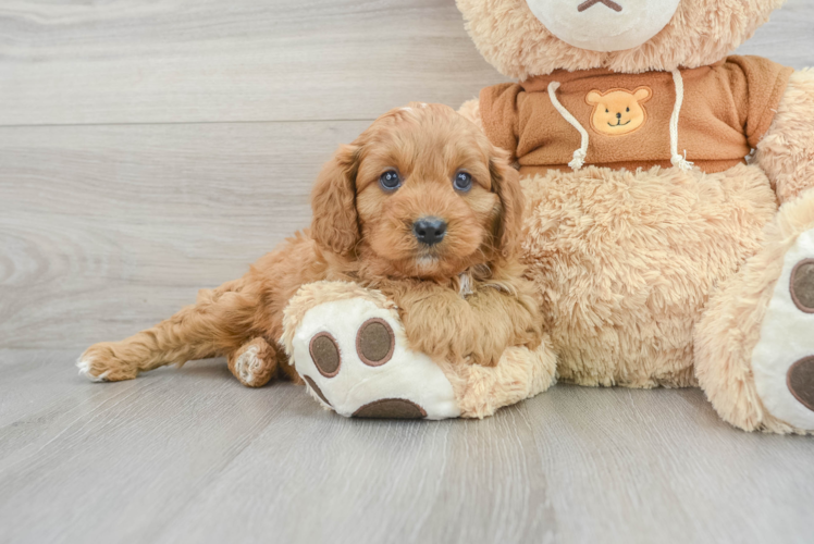 Cavapoo Puppy for Adoption
