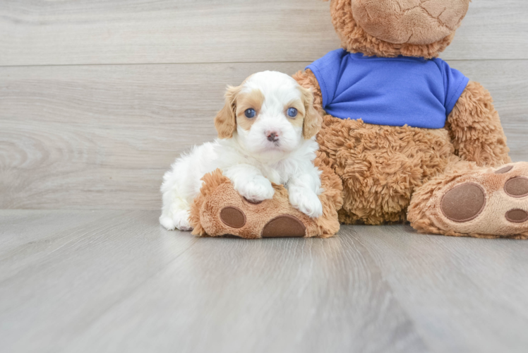 Funny Cavapoo Poodle Mix Pup