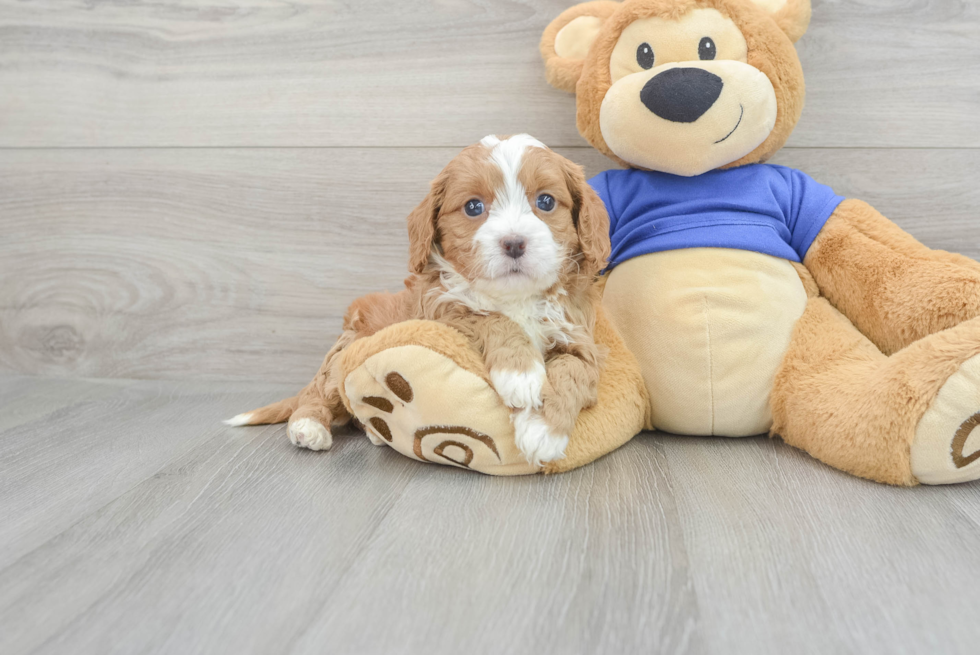 Cavapoo Puppy for Adoption