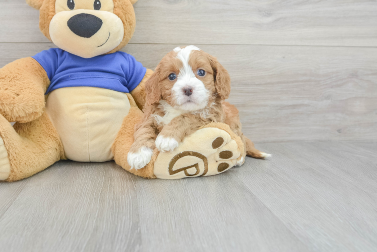 Sweet Cavapoo Baby