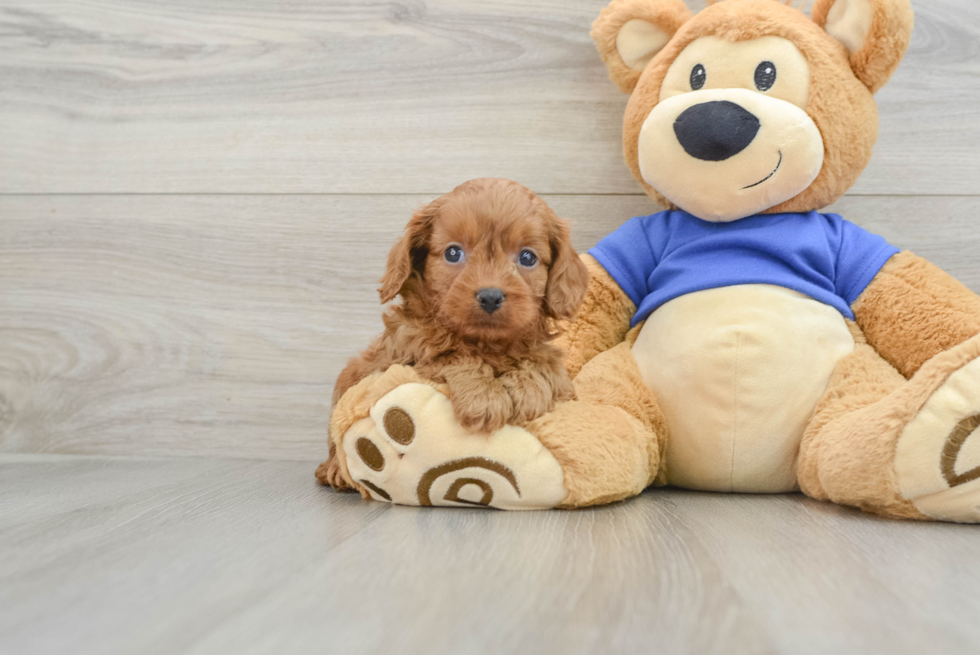 Friendly Cavapoo Baby