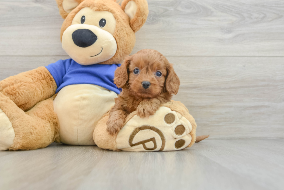 Cute Cavapoo Baby