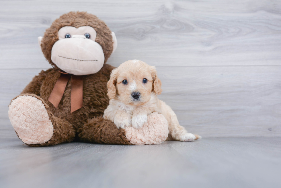 Playful Cavoodle Poodle Mix Puppy