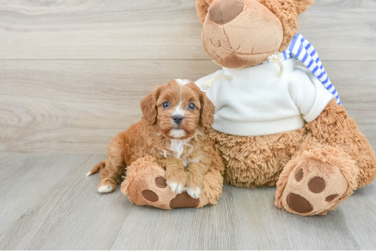 Popular Cavapoo Poodle Mix Pup