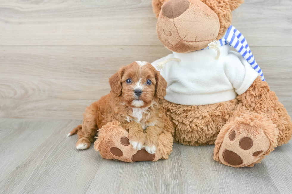 7 week old Cavapoo Puppy For Sale - Premier Pups