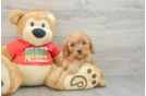 Cavapoo Puppy for Adoption