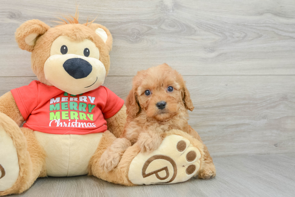 Cavapoo Puppy for Adoption