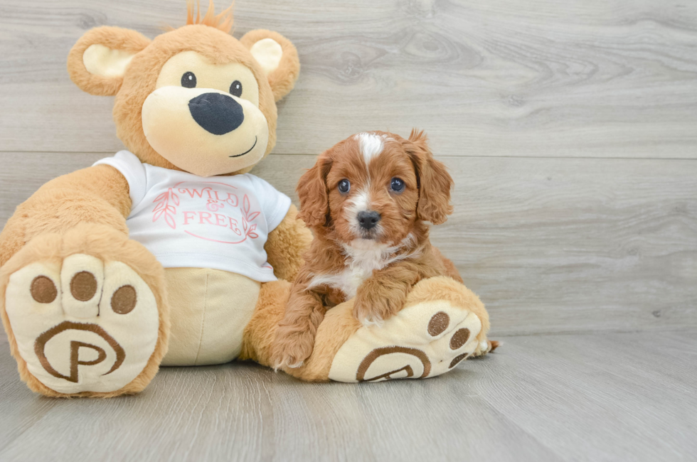 5 week old Cavapoo Puppy For Sale - Premier Pups