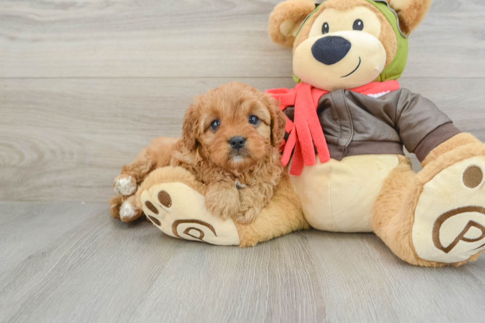 Playful Cavapoodle Poodle Mix Puppy