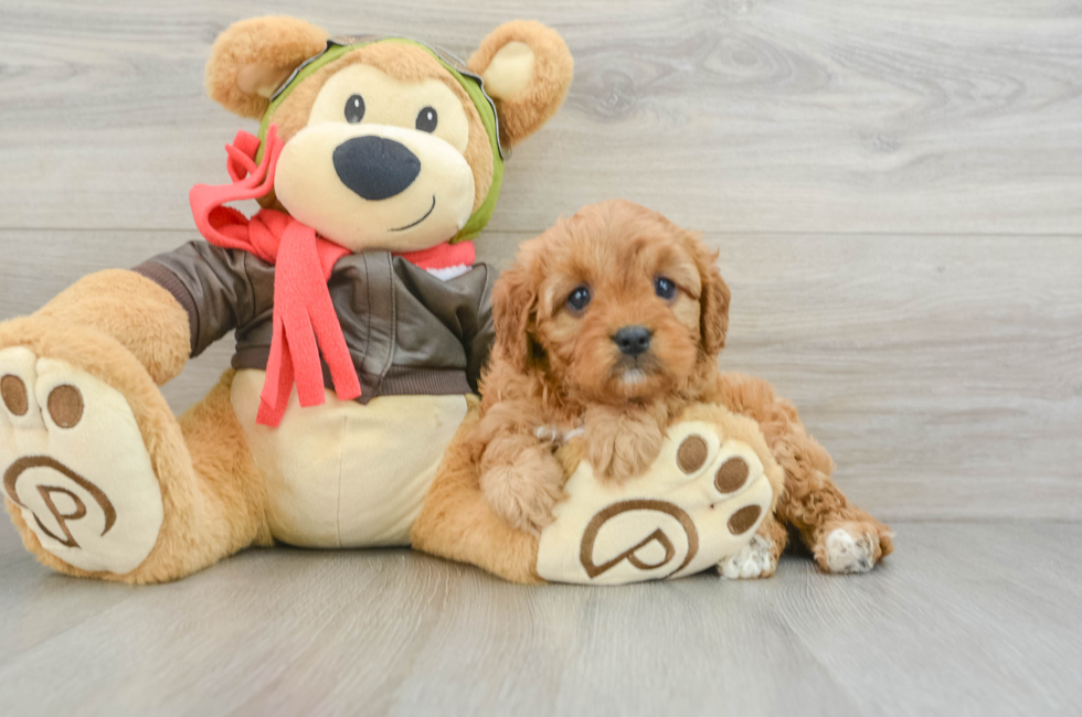 6 week old Cavapoo Puppy For Sale - Premier Pups