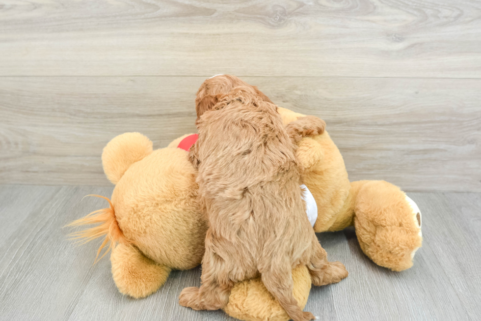 Playful Cavapoodle Poodle Mix Puppy