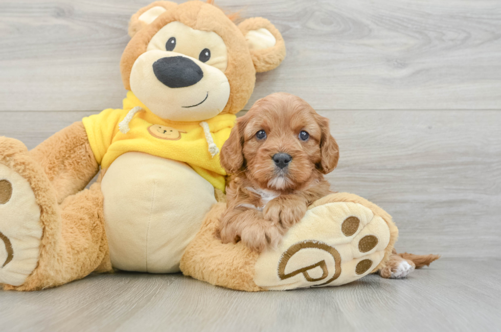6 week old Cavapoo Puppy For Sale - Premier Pups