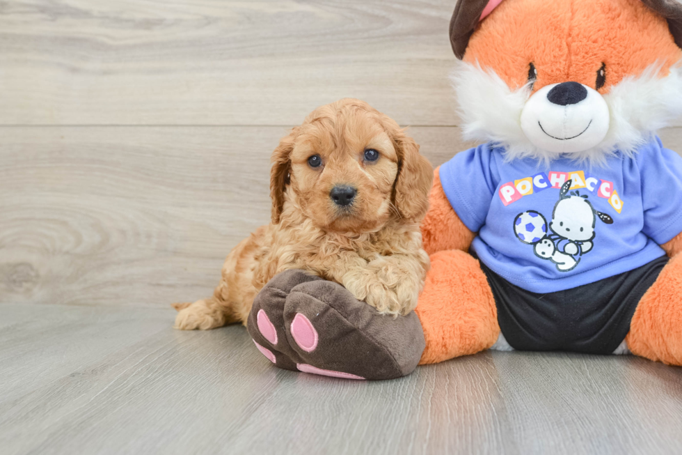 Cavapoo Puppy for Adoption