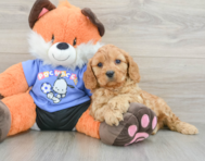 7 week old Cavapoo Puppy For Sale - Premier Pups