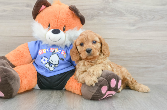 Cavapoo Pup Being Cute