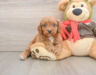 7 week old Cavapoo Puppy For Sale - Premier Pups