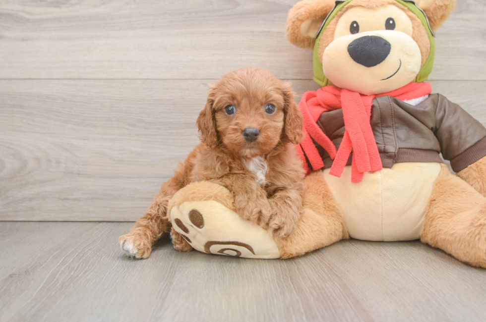 5 week old Cavapoo Puppy For Sale - Premier Pups