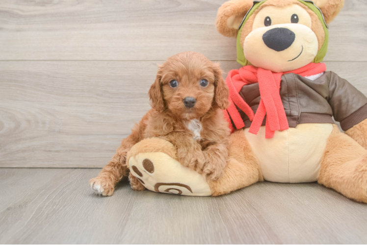Meet Gabe - our Cavapoo Puppy Photo  1/3 - Premier Pups Cavapoo Pup Being Cute