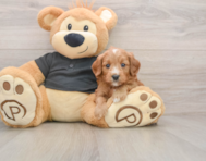 7 week old Cavapoo Puppy For Sale - Premier Pups