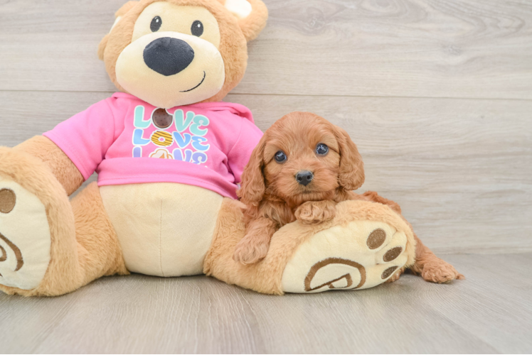 Energetic Cavoodle Poodle Mix Puppy