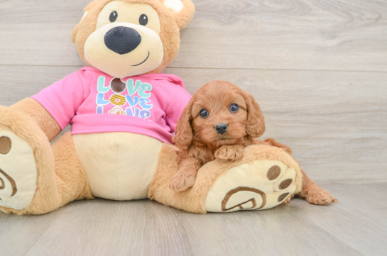 Energetic Cavoodle Poodle Mix Puppy