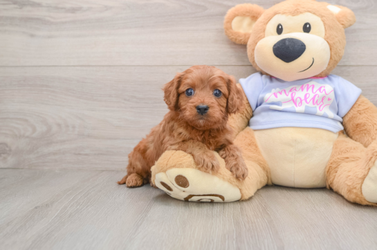 Petite Cavapoo Poodle Mix Pup
