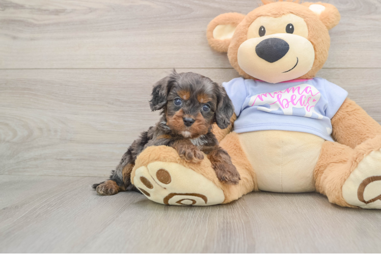 Funny Cavapoo Poodle Mix Pup