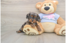 Funny Cavapoo Poodle Mix Pup