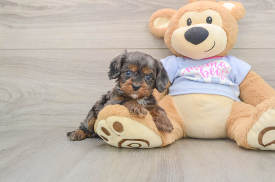 Funny Cavapoo Poodle Mix Pup