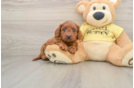 Petite Cavapoo Poodle Mix Pup