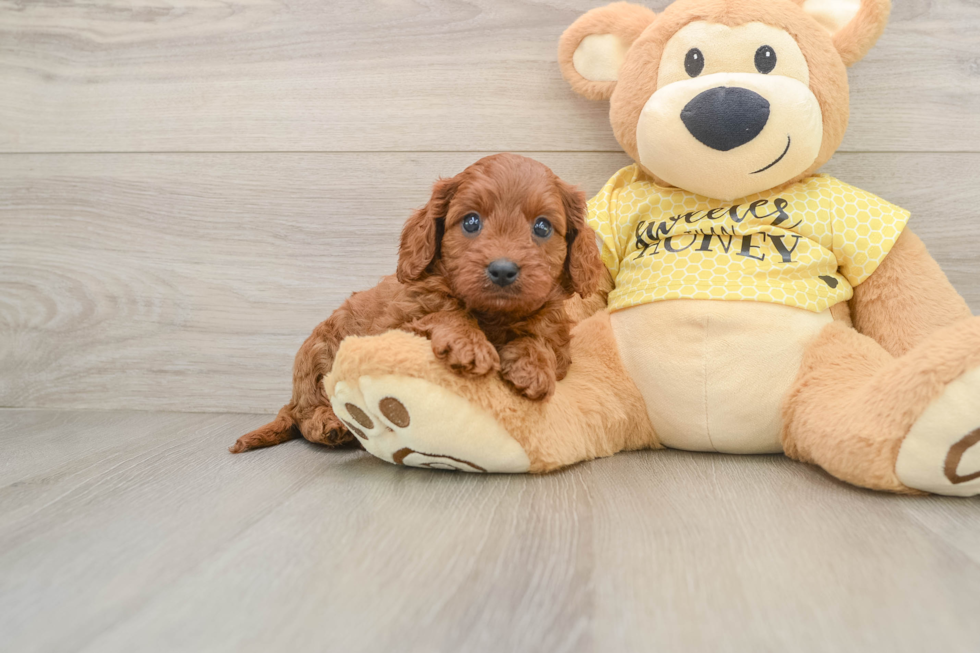 Petite Cavapoo Poodle Mix Pup