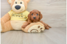 Sweet Cavapoo Baby