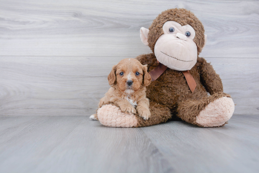 Cavapoo Puppy for Adoption