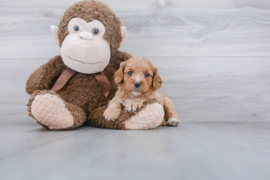 Cavapoo Pup Being Cute