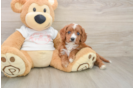 Cavapoo Puppy for Adoption
