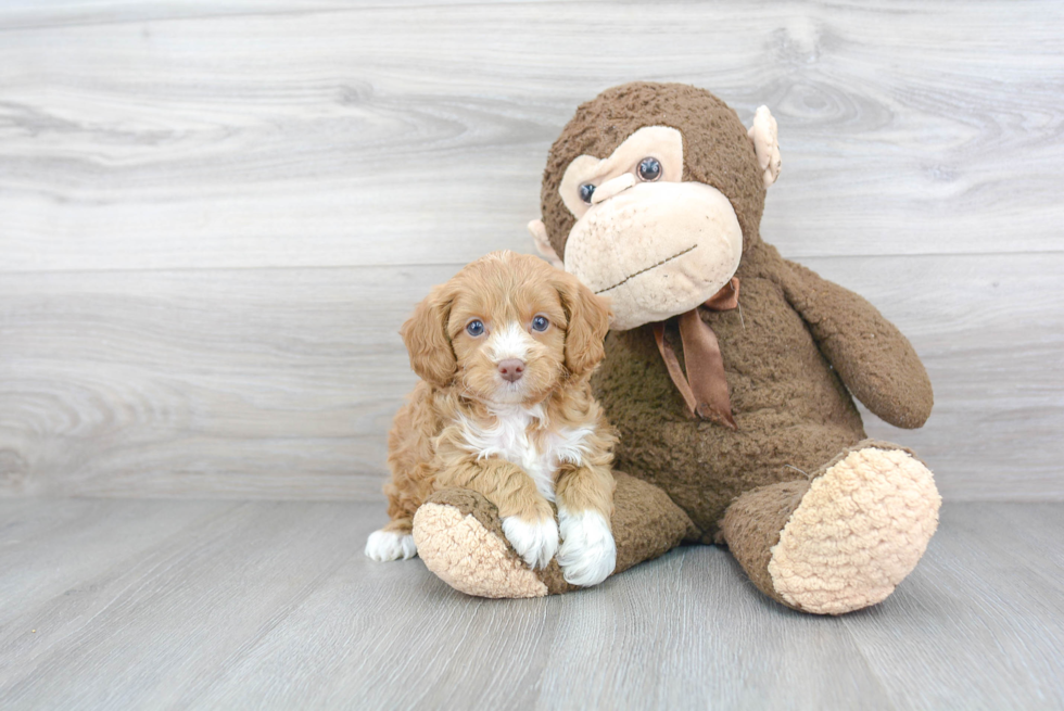 Cute Cavapoo Baby