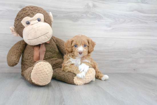 Cavapoo Puppy for Adoption