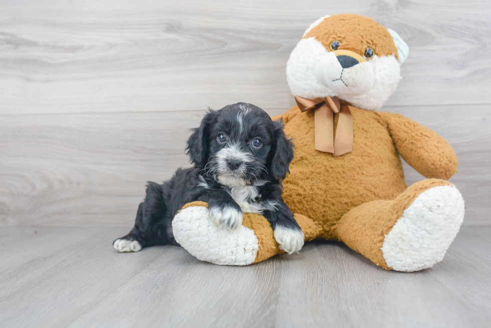 Adorable Cavoodle Poodle Mix Puppy