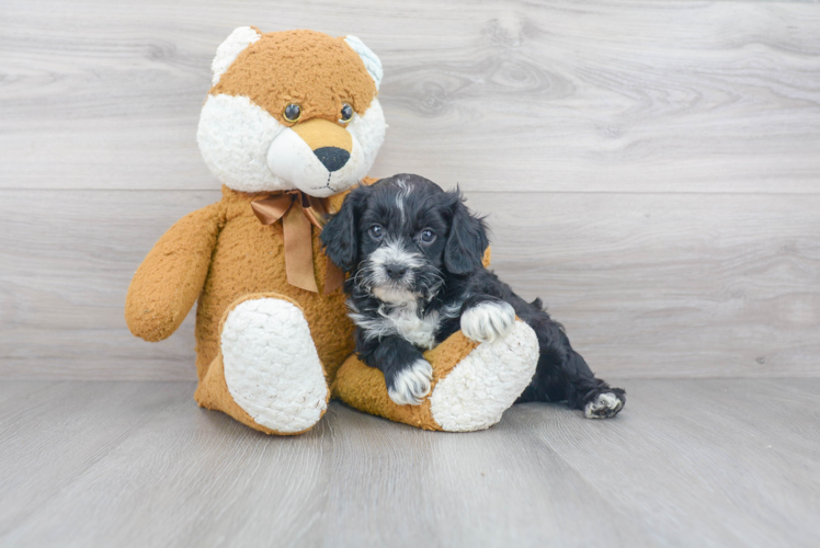 Smart Cavapoo Poodle Mix Pup